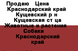 Продаю › Цена ­ 4 000 - Краснодарский край, Кущевский р-н, Кущевская ст-ца Животные и растения » Собаки   . Краснодарский край